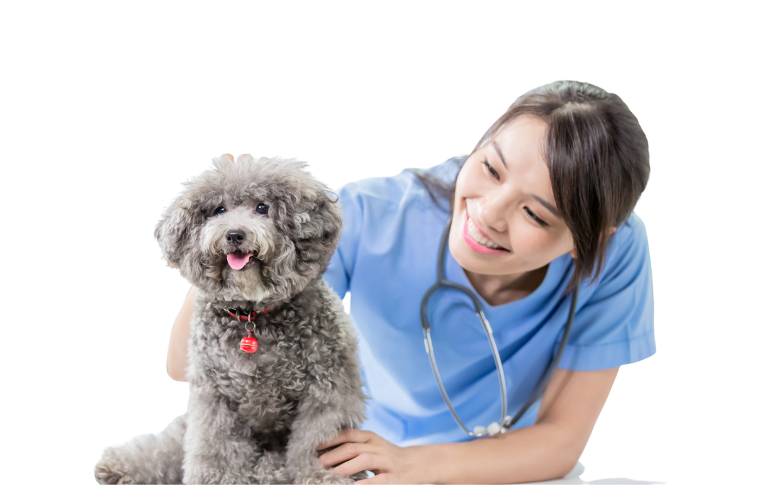 myBalto Foundation - helping pets in need